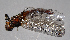  ( - BC ZSM AQU 00324)  @12 [ ] CreativeCommons - Attribution Non-Commercial Share-Alike (2010) Unspecified SNSB, Zoologische Staatssammlung Muenchen