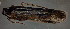  ( - BC ZSM AQU 00360)  @12 [ ] CreativeCommons - Attribution Non-Commercial No Derivatives (2010) Unspecified SNSB, Zoologische Staatssammlung Muenchen