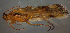  ( - BC ZSM AQU 00362)  @11 [ ] CreativeCommons - Attribution Non-Commercial No Derivatives (2010) Unspecified SNSB, Zoologische Staatssammlung Muenchen