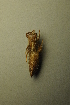  (Cordulegaster bidentata - BC ZSM AQU 00435)  @12 [ ] CreativeCommons - Attribution Non-Commercial Share-Alike (2010) Unspecified SNSB, Zoologische Staatssammlung Muenchen