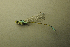  ( - BC ZSM AQU 00440)  @13 [ ] CreativeCommons - Attribution Non-Commercial Share-Alike (2010) Unspecified SNSB, Zoologische Staatssammlung Muenchen