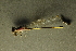  ( - BC ZSM AQU 00441)  @13 [ ] CreativeCommons - Attribution Non-Commercial Share-Alike (2010) Unspecified SNSB, Zoologische Staatssammlung Muenchen