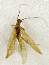  (Leuctra fusca - BC ZSM AQU 00737)  @13 [ ] CreativeCommons - Attribution Non-Commercial Share-Alike (2010) Unspecified SNSB, Zoologische Staatssammlung Muenchen