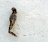  ( - BC ZSM AQU 00852)  @13 [ ] CreativeCommons - Attribution Non-Commercial Share-Alike (2010) Unspecified SNSB, Zoologische Staatssammlung Muenchen