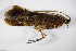 ( - BCZSMAQU00887)  @13 [ ] CreativeCommons - Attribution Non-Commercial Share-Alike (2015) Unspecified SNSB, Zoologische Staatssammlung Muenchen