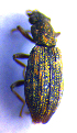  (Hydrochus elongatus - BC ZSM COLA 00635)  @11 [ ] CreativeCommons - Attribution Non-Commercial Share-Alike (2010) Stefan Schmidt SNSB, Zoologische Staatssammlung Muenchen