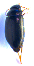  ( - BC ZSM COLA 00646)  @12 [ ] CreativeCommons - Attribution Non-Commercial Share-Alike (2010) Stefan Schmidt SNSB, Zoologische Staatssammlung Muenchen