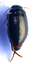  ( - BC ZSM COLA 00648)  @12 [ ] CreativeCommons - Attribution Non-Commercial Share-Alike (2010) Stefan Schmidt SNSB, Zoologische Staatssammlung Muenchen