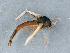  ( - BC ZSM DIP 00240)  @11 [ ] CreativeCommons - Attribution Non-Commercial Share-Alike (2010) Unspecified SNSB, Zoologische Staatssammlung Muenchen