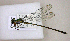  ( - BCZSM_ODO_0004)  @11 [ ] CreativeCommons - Attribution Non-Commercial Share-Alike (2015) Unspecified SNSB, Zoologische Staatssammlung Muenchen