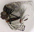  ( - BCZSM_ODO_0037)  @11 [ ] CreativeCommons - Attribution Non-Commercial Share-Alike (2015) Unspecified SNSB, Zoologische Staatssammlung Muenchen
