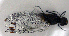 ( - BCZSM_ODO_0039)  @11 [ ] CreativeCommons - Attribution Non-Commercial Share-Alike (2015) Unspecified SNSB, Zoologische Staatssammlung Muenchen
