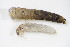  ( - BCZSM_EPH_0130)  @12 [ ] CreativeCommons - Attribution Non-Commercial Share-Alike (2015) Unspecified SNSB, Zoologische Staatssammlung Muenchen