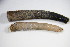  ( - BCZSM_EPH_0142)  @13 [ ] CreativeCommons - Attribution Non-Commercial Share-Alike (2015) Unspecified SNSB, Zoologische Staatssammlung Muenchen