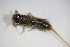  ( - BCZSM_EPH_0147)  @13 [ ] CreativeCommons - Attribution Non-Commercial Share-Alike (2015) Unspecified SNSB, Zoologische Staatssammlung Muenchen