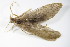  ( - GBOL00299)  @13 [ ] CreativeCommons - Attribution Non-Commercial Share-Alike (2015) Unspecified SNSB, Zoologische Staatssammlung Muenchen