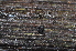  ( - BC ZSM ARA 00006)  @13 [ ] CreativeCommons - Attribution Non-Commercial Share-Alike (2010) Stefan Schmidt SNSB, Zoologische Staatssammlung Muenchen