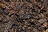  ( - BC ZSM ARA 00017)  @11 [ ] CreativeCommons - Attribution Non-Commercial Share-Alike (2010) Stefan Schmidt SNSB, Zoologische Staatssammlung Muenchen