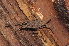  (Trogulus nepaeformis - BC ZSM ARA 00019)  @13 [ ] CreativeCommons - Attribution Non-Commercial Share-Alike (2010) Stefan Schmidt SNSB, Zoologische Staatssammlung Muenchen