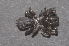  ( - BC ZSM ARA 00061)  @13 [ ] CreativeCommons - Attribution Non-Commercial Share-Alike (2010) Stefan Schmidt SNSB, Zoologische Staatssammlung Muenchen