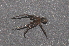  ( - BC ZSM ARA 00089)  @12 [ ] CreativeCommons - Attribution Non-Commercial Share-Alike (2010) Stefan Schmidt SNSB, Zoologische Staatssammlung Muenchen
