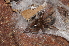  (Clubiona corticalis - BC ZSM ARA 00094)  @15 [ ] CreativeCommons - Attribution Non-Commercial Share-Alike (2010) Stefan Schmidt SNSB, Zoologische Staatssammlung Muenchen