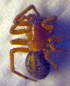  ( - BC ZSM ARA 00102)  @13 [ ] CreativeCommons - Attribution Non-Commercial Share-Alike (2010) Zoologische Staatssammlung Muenchen SNSB, Zoologische Staatssammlung Muenchen