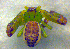  ( - BC ZSM ARA 00112)  @13 [ ] CreativeCommons - Attribution Non-Commercial Share-Alike (2010) Zoologische Staatssammlung Muenchen SNSB, Zoologische Staatssammlung Muenchen