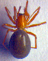  ( - BC ZSM ARA 00121)  @12 [ ] CreativeCommons - Attribution Non-Commercial Share-Alike (2010) Zoologische Staatssammlung Muenchen SNSB, Zoologische Staatssammlung Muenchen