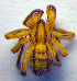  ( - BC ZSM ARA 00126)  @12 [ ] CreativeCommons - Attribution Non-Commercial Share-Alike (2010) Zoologische Staatssammlung Muenchen SNSB, Zoologische Staatssammlung Muenchen