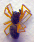  ( - BC ZSM ARA 00156)  @12 [ ] CreativeCommons - Attribution Non-Commercial Share-Alike (2010) Zoologische Staatssammlung Muenchen SNSB, Zoologische Staatssammlung Muenchen