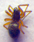  ( - BC ZSM ARA 00157)  @12 [ ] CreativeCommons - Attribution Non-Commercial Share-Alike (2010) Zoologische Staatssammlung Muenchen SNSB, Zoologische Staatssammlung Muenchen