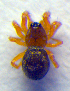  ( - BC ZSM ARA 00163)  @12 [ ] CreativeCommons - Attribution Non-Commercial Share-Alike (2010) Zoologische Staatssammlung Muenchen SNSB, Zoologische Staatssammlung Muenchen