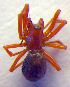  ( - BC ZSM ARA 00183)  @12 [ ] CreativeCommons - Attribution Non-Commercial Share-Alike (2010) Zoologische Staatssammlung Muenchen SNSB, Zoologische Staatssammlung Muenchen