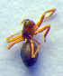  ( - BC ZSM ARA 00188)  @12 [ ] CreativeCommons - Attribution Non-Commercial Share-Alike (2010) Zoologische Staatssammlung Muenchen SNSB, Zoologische Staatssammlung Muenchen