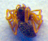  ( - BC ZSM ARA 00205)  @12 [ ] CreativeCommons - Attribution Non-Commercial Share-Alike (2010) Zoologische Staatssammlung Muenchen SNSB, Zoologische Staatssammlung Muenchen