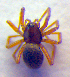  ( - BC ZSM ARA 00209)  @12 [ ] CreativeCommons - Attribution Non-Commercial Share-Alike (2010) Zoologische Staatssammlung Muenchen SNSB, Zoologische Staatssammlung Muenchen