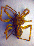  ( - BC ZSM ARA 00232)  @13 [ ] CreativeCommons - Attribution Non-Commercial Share-Alike (2010) Zoologische Staatssammlung Muenchen SNSB, Zoologische Staatssammlung Muenchen