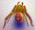  ( - BC ZSM ARA 00266)  @12 [ ] CreativeCommons - Attribution Non-Commercial Share-Alike (2010) Zoologische Staatssammlung Muenchen SNSB, Zoologische Staatssammlung Muenchen