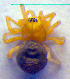  ( - BC ZSM ARA 00275)  @12 [ ] CreativeCommons - Attribution Non-Commercial Share-Alike (2010) Zoologische Staatssammlung Muenchen SNSB, Zoologische Staatssammlung Muenchen