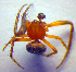  (Araneus triguttatus - BC ZSM ARA 00315)  @12 [ ] CreativeCommons - Attribution Non-Commercial Share-Alike (2010) Zoologische Staatssammlung Muenchen SNSB, Zoologische Staatssammlung Muenchen