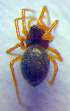 ( - BC ZSM ARA 00323)  @12 [ ] CreativeCommons - Attribution Non-Commercial Share-Alike (2010) Zoologische Staatssammlung Muenchen SNSB, Zoologische Staatssammlung Muenchen