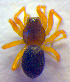  ( - BC ZSM ARA 00326)  @13 [ ] CreativeCommons - Attribution Non-Commercial Share-Alike (2010) Zoologische Staatssammlung Muenchen SNSB, Zoologische Staatssammlung Muenchen
