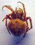  ( - BC ZSM ARA 00336)  @13 [ ] CreativeCommons - Attribution Non-Commercial Share-Alike (2010) Zoologische Staatssammlung Muenchen SNSB, Zoologische Staatssammlung Muenchen