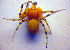  ( - BC ZSM ARA 00357)  @13 [ ] CreativeCommons - Attribution Non-Commercial Share-Alike (2010) Zoologische Staatssammlung Muenchen SNSB, Zoologische Staatssammlung Muenchen