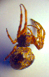  ( - BC ZSM ARA 00375)  @13 [ ] CreativeCommons - Attribution Non-Commercial Share-Alike (2010) Zoologische Staatssammlung Muenchen SNSB, Zoologische Staatssammlung Muenchen