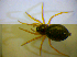  ( - BC ZSM ARA 00534)  @12 [ ] CreativeCommons - Attribution Non-Commercial Share-Alike (2010) Zoologische Staatssammlung Muenchen SNSB, Zoologische Staatssammlung Muenchen