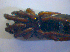  ( - BC ZSM ARA 00538)  @12 [ ] CreativeCommons - Attribution Non-Commercial Share-Alike (2010) Zoologische Staatssammlung Muenchen SNSB, Zoologische Staatssammlung Muenchen