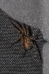  (Tegenaria ferruginea - GBOL08281)  @13 [ ] CreativeCommons - Attribution Non-Commercial Share-Alike (2014) Joerg Spelda SNSB, Zoologische Staatssammlung Muenchen