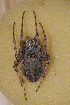  (Larinioides sclopetarius - GBOL08304)  @15 [ ] CreativeCommons - Attribution Non-Commercial Share-Alike (2014) Joerg Spelda SNSB, Zoologische Staatssammlung Muenchen